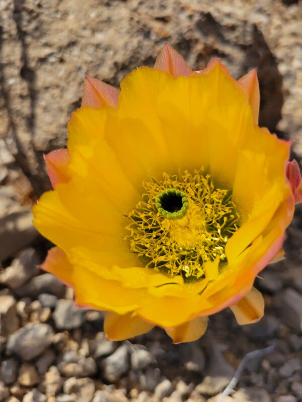 rainbow cactus flower