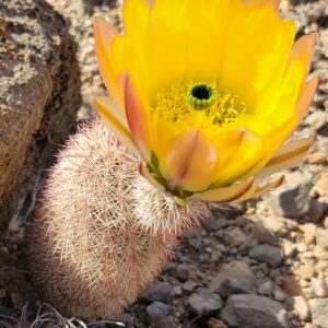 rainbow cactus Echinocereus dasyacanthus