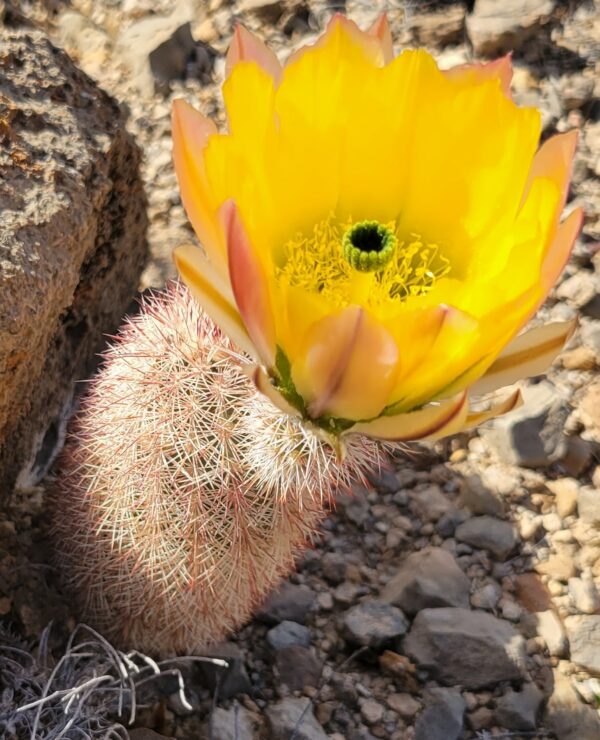 rainbow cactus Echinocereus dasyacanthus