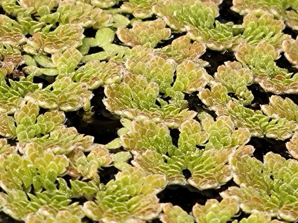 Azolla